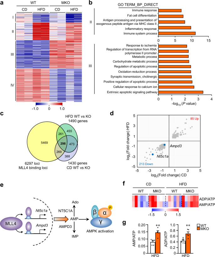 Fig. 4: MLL4 programs muscle AMPK activation.