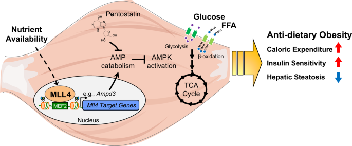 Fig. 9: Model of MLL4 regulatory axis in the control of skeletal muscle fuel catabolism and systemic metabolism.