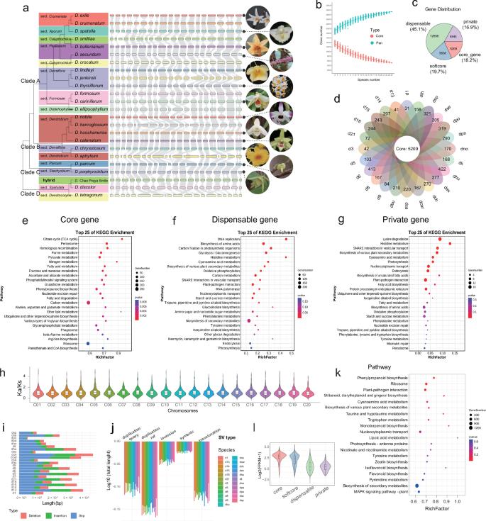 Fig. 1: Characteristics of the Dendrobium genomes including gene functions, chromosomal evolution, structural variation statistics and their impact on genes.