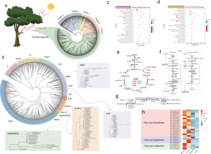 Fig. 2: Genome-wide FAR1/FRS genes and MADS-box genes evolutionary analysis of Dendrobium and the expression of fatty acid-related genes on the lip of Dendrobium species.