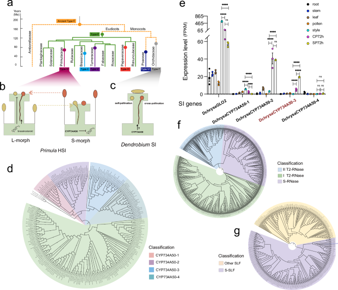 Fig. 3: The self-incompatibility genes analysis in the Dendrobium genus.