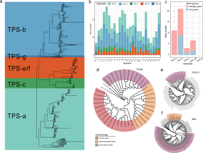 Fig. 4: Genome analysis of the TPS genes and gene families related to the DNA mismatch repair pathway.
