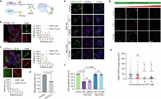 Fig. 1: OGT suppresses G3BP1 phase separation in cells and in vitro, independent of its transferase activity.