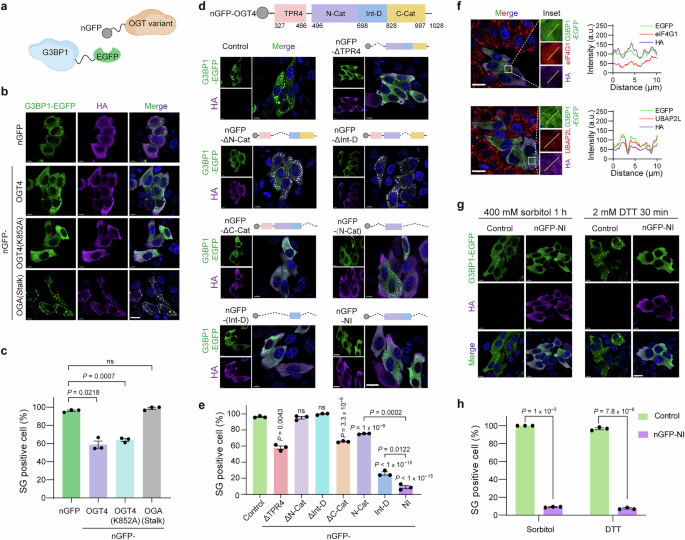Fig. 2: Design of a G3BP1-centric SG suppression tool by identifying the essential OGT domains.