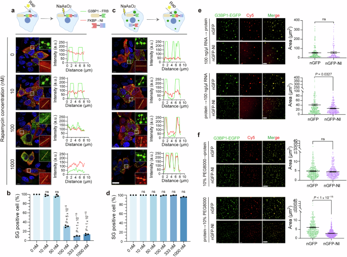 Fig. 3: nGFP-NI suppresses G3BP1 LLPS in an order-dependent manner.