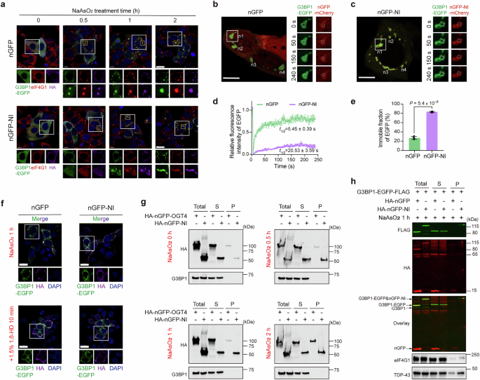 Fig. 4: nGFP-NI led to aggregated G3BP1 and delayed SG formation.