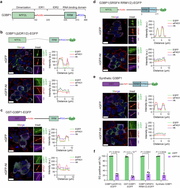 Fig. 5: nGFP-NI targeted the modular architecture rather than the protein sequence encoded by G3BP1 for LLPS suppression.