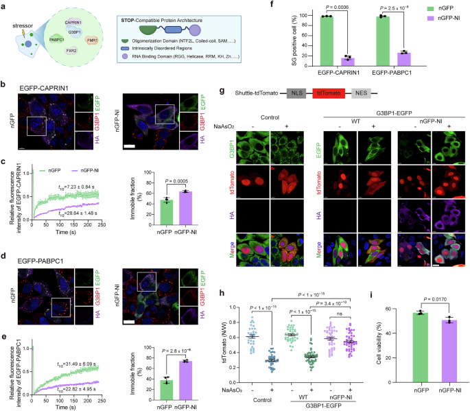 Fig. 6: nGFP-NI is generalizable to other SG components and enables SG regulation.