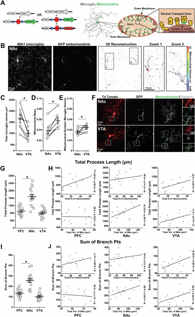 Fig. 1: Regional specialization of microglia is accompanied by regional differences in mitochondrial mass and number.