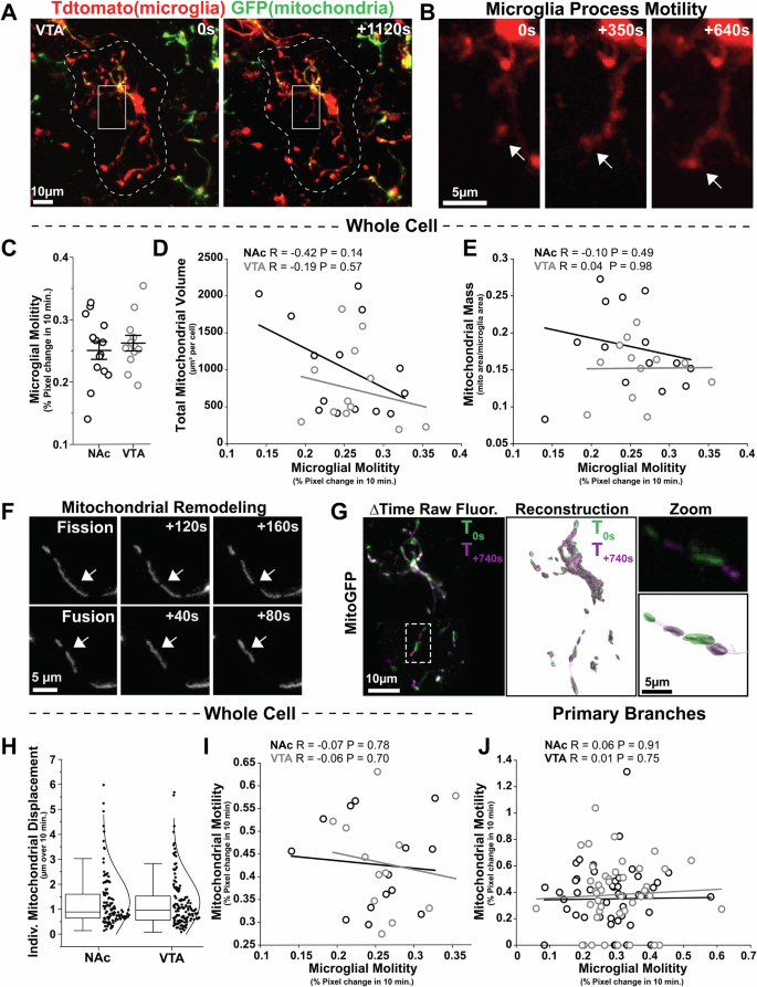 Fig. 2: Mitochondrial abundance and mitochondrial motility are not strongly correlated with microglial tissue surveillance.