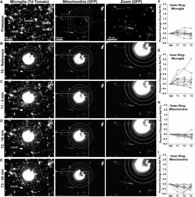 Fig. 3: Mitochondrial distribution is stable during early phases of microglial response to focal tissue injury.