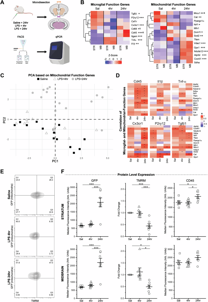 Fig. 4: Response to inflammatory challenge (LPS) elicits rapid mitochondrial changes in microglia.