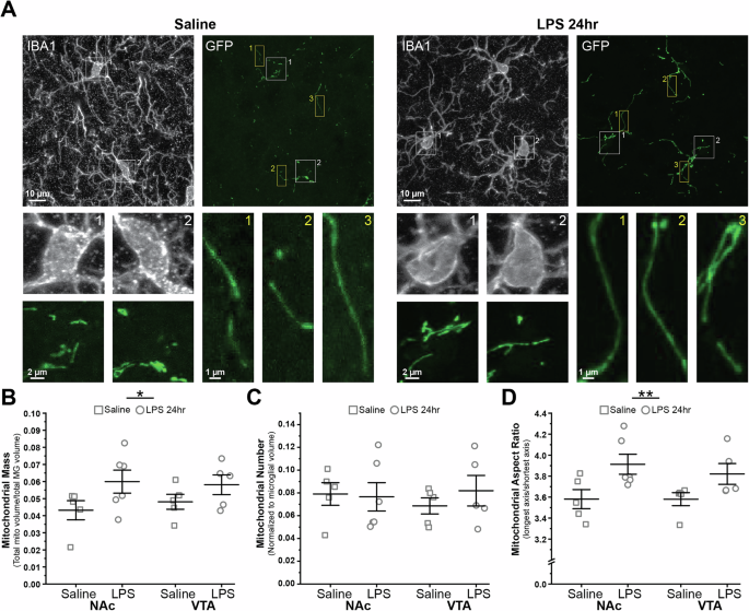 Fig. 5: Microglial responses to inflammatory challenge (LPS) are accompanied by mitochondrial elongation and increases in mitochondrial mass.