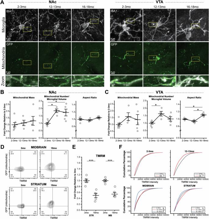 Fig. 6: Microglial mitochondria undergo remodeling in middle- and late middle aged mice.