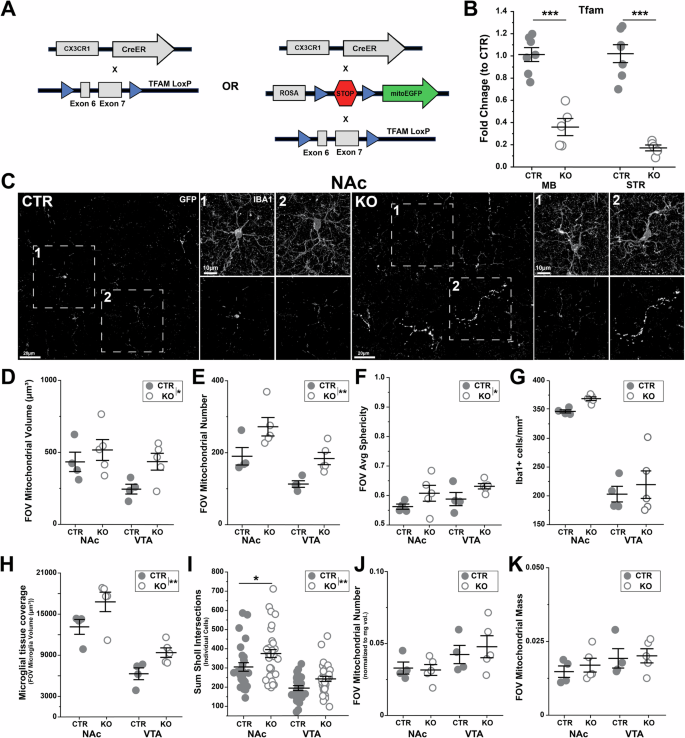 Fig. 7: Loss of mitochondrial transcription factor A (TFAM) leads to altered morphology of both microglia and their mitochondria.