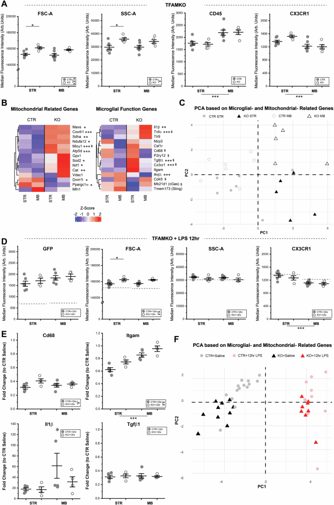 Fig. 8: TFAM loss alters microglial size and baseline gene expression, but causes only subtle changes in microglial capacity to respond to acute inflammatory challenge.