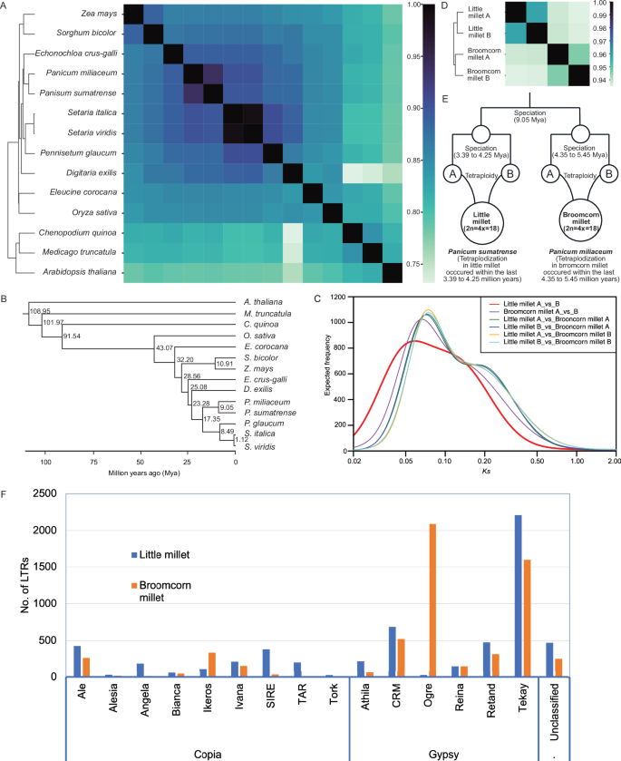Fig. 3: Genetic relationships between little millet and other millet species.