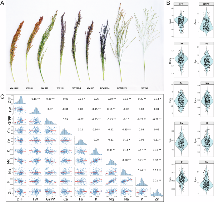 Fig. 5: Morphological and phenotypic variation in the little millet diversity panel.