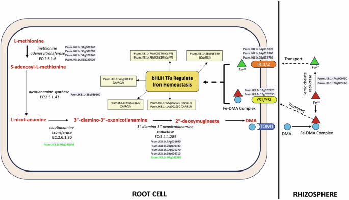 Fig. 7: Schematic representation of iron uptake and mobilization pathways in little millet.