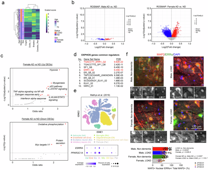 Fig. 1: Female patients with LOAD exhibit a more pronounced decline in the ERRα-regulated bioenergetic network within neurons.