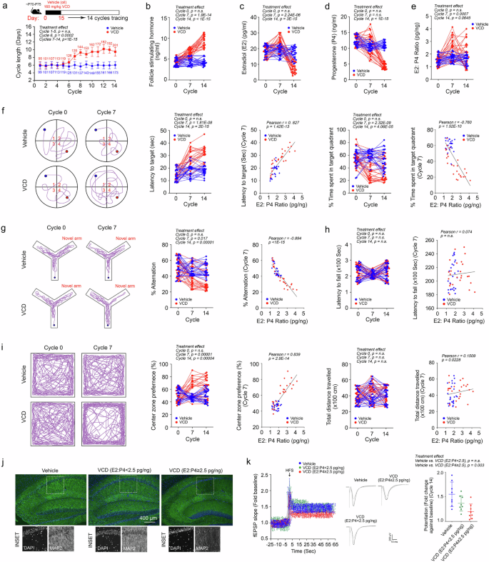 Fig. 2: Diminished cognitive and memory capacities correlate with the resulting E2:P4 ratios following the induction of AOF by VCD.