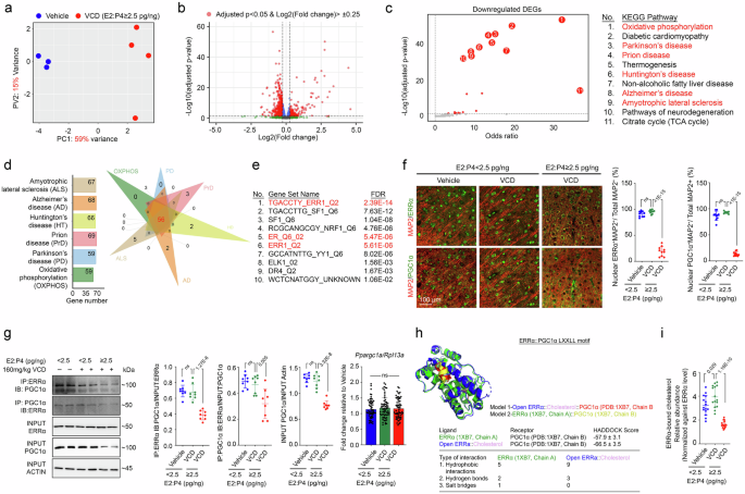 Fig. 3: Brain transcriptomic changes induced by the perimenopausal state are related to impairment of the ERRα signalling network.