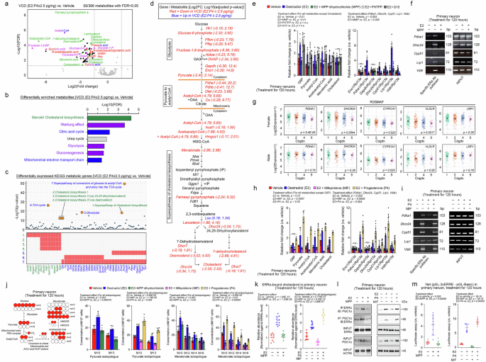 Fig. 4: ERα signalling regulates the downstream ERRα-PGC1α axis by maintaining cholesterol homoeostasis.