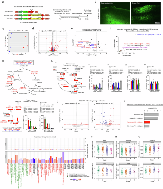 Fig. 5: Loss of ERRα dysregulates the neuronal NAAG metabolic axis.