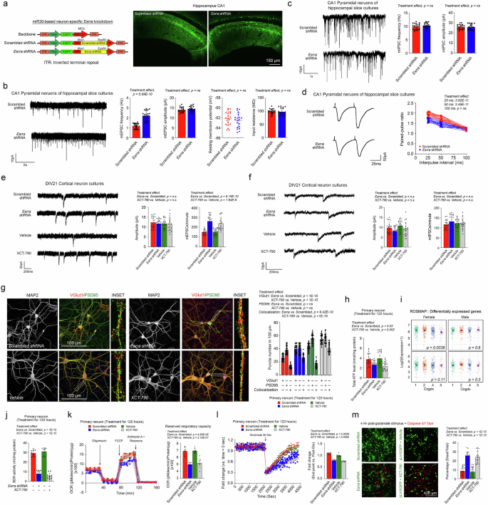 Fig. 6: Increased spontaneous postsynaptic activity, coupled with bioenergetic incompetence due to the loss of ERRα, confers heightened neuronal vulnerability to excitotoxic insults.