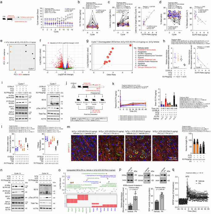 Fig. 7: P4 supplementation during the perimenopausal-state transition restores cholesterol-bioenergetic homoeostasis and neuronal resilience against excitotoxicity in a mouse model of AD.