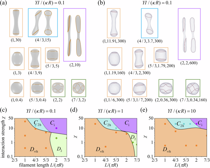 Fig. 2: The interacting filaments–vesicle system at Δp&nbsp;=&nbsp;0.