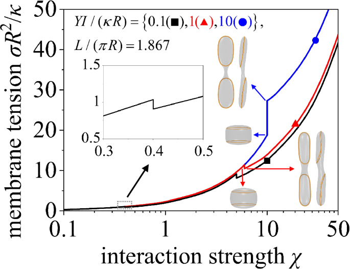 Fig. 4: Membrane tension σ versus Coulomb interaction strength χ.