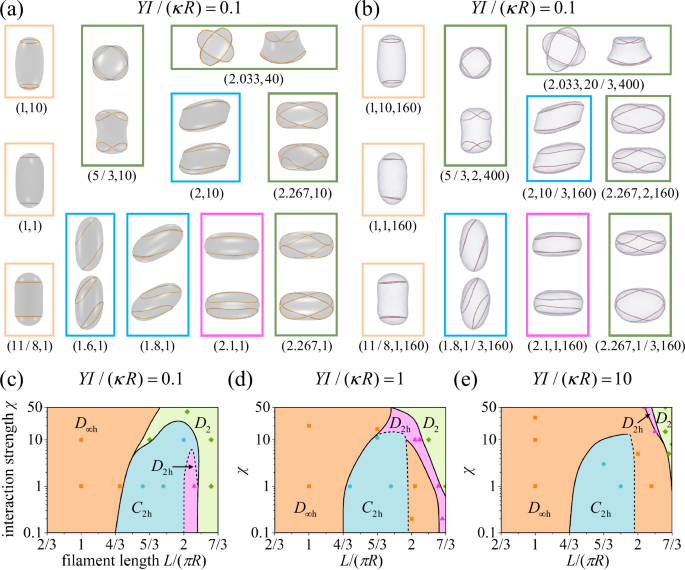 Fig. 5: The interacting filaments–vesicle system at a reduced vesicle volume v = 0.9.