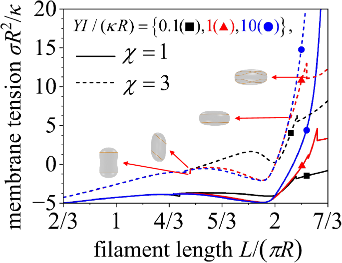 Fig. 6: The vesicle membrane tension σ versus the relative filament length L/(πR).