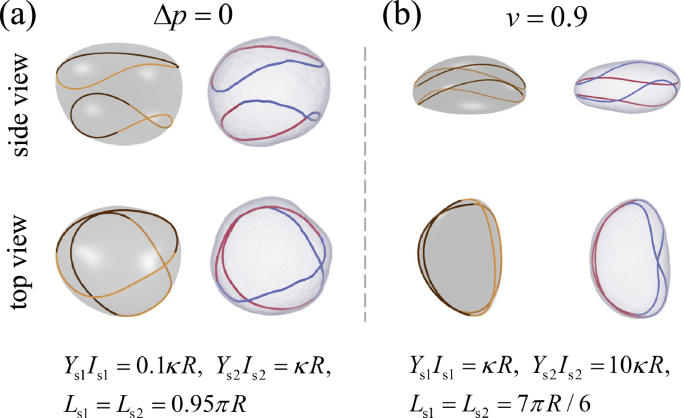 Fig. 7: Vesicle morphologies with inhomogeneous filaments.