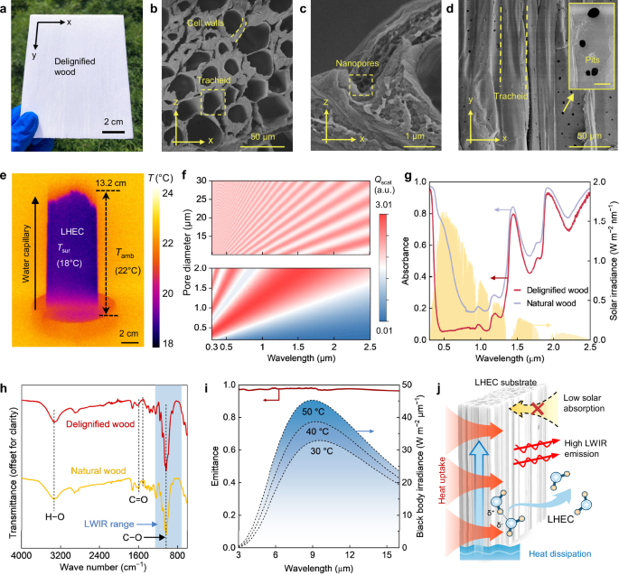 Fig. 2: Characterization of delignified wood as an LHEC substrate.