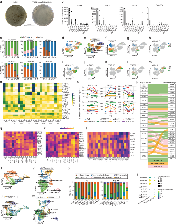 Fig. 4: Aneuploid lines fail to differentiate to RPE while co-culture with wt cells only changes the differentiation trajectory of 1q cell.