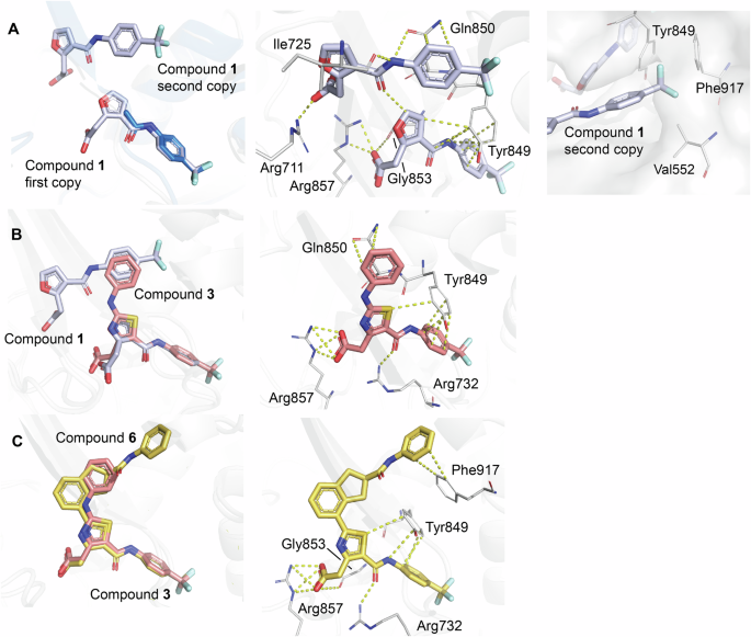 Fig. 7: Binding sites of Compounds 1, 3, and 6.