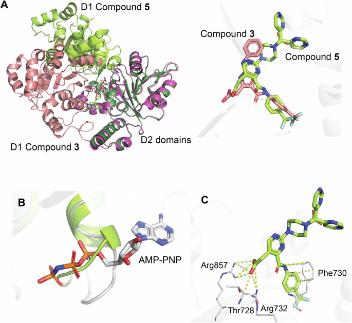 Fig. 8: The discovery of WRN Form E in the presence of Compound 5.