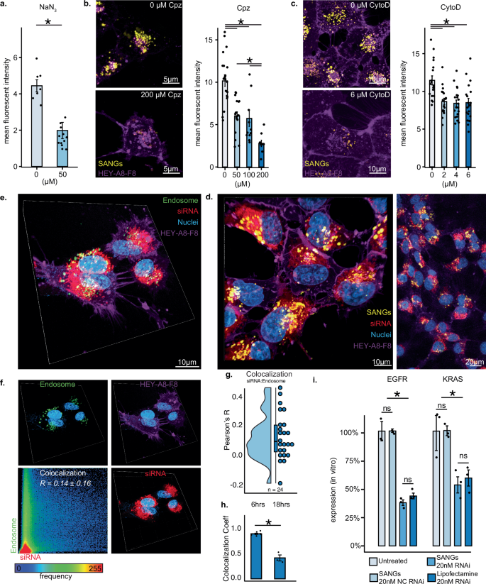 Fig. 2: Mechanism of internalization, endosomal escape, and delivery of RNAi payloads.