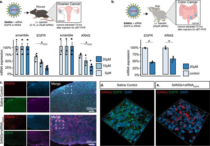 Fig. 5: In vivo tumor penetration and efficacy.