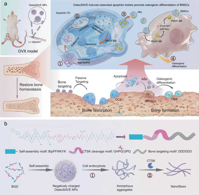Fig. 1: The molecular design of OsteoSAVE-BGD nanoparticles for selective and targeted therapeutic systems.