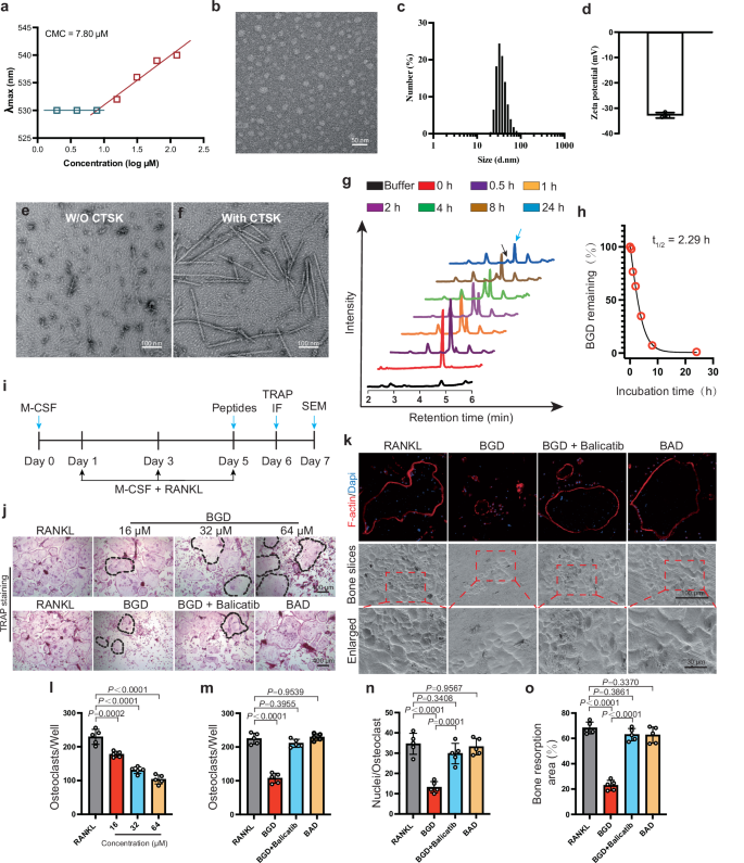 Fig. 2: The characterization and biological function of BGD.