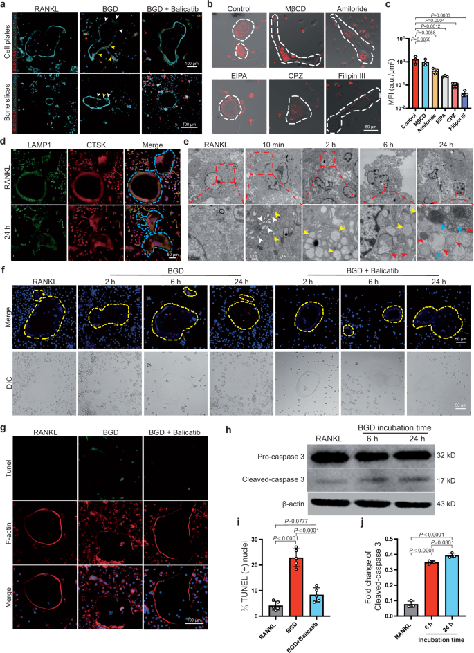 Fig. 3: BGD self-assembles to damage lysosomes and induce apoptosis in OCs.