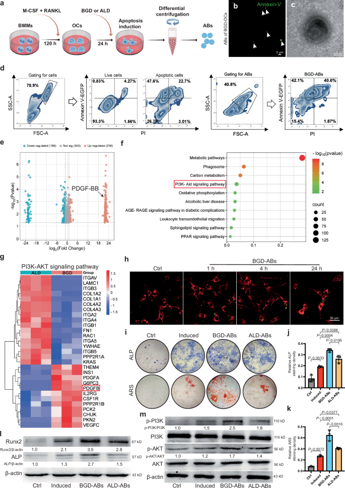 Fig. 4: BGD-ABs promote osteogenic differentiation of BMSCs via the PI3K/AKT signaling pathway.