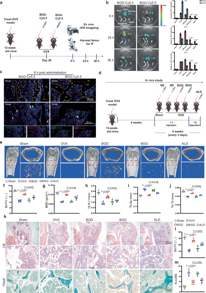 Fig. 5: Bone targeting and anti-osteoporosis effects of BGD.