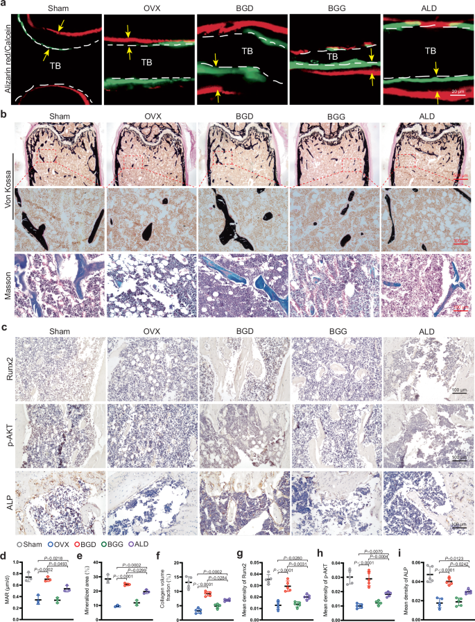 Fig. 6: BGD promotes bone formation in vivo.