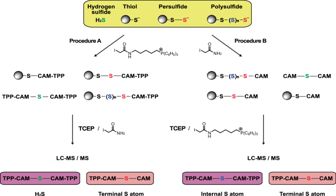 Fig. 1: Sequential alkylation, reduction, and further alkylation of H2S, RSS− and R(S)nS−.