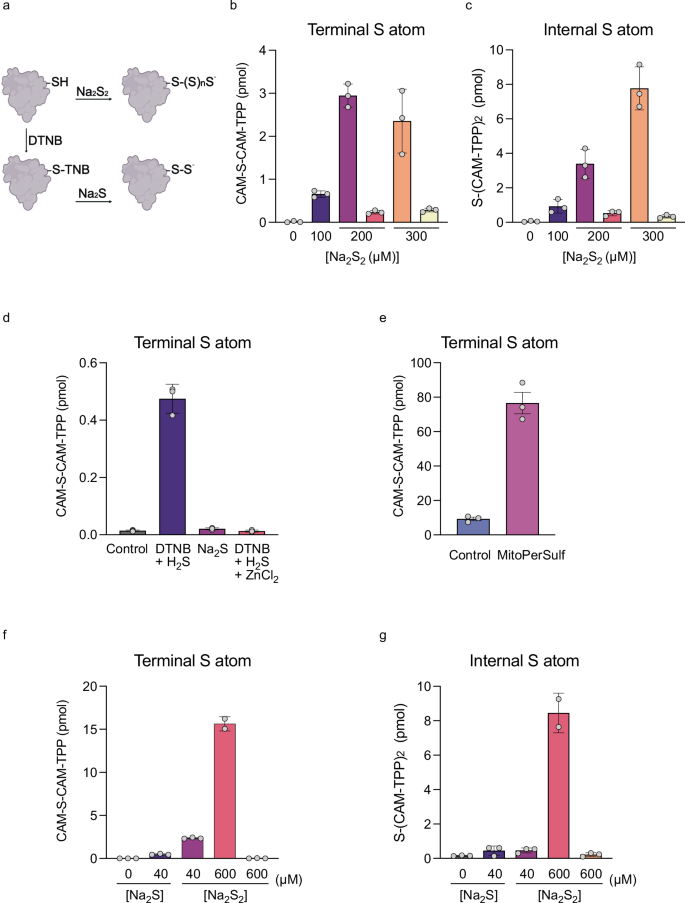 Fig. 3: Quantification of protein persulfides (PrSS–) and polysulfides (PrS(S)nS–.