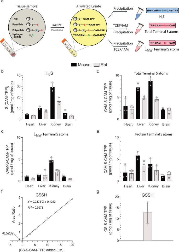 Fig. 5: Steady-state H2S and persulfides in rodent tissues in vivo.